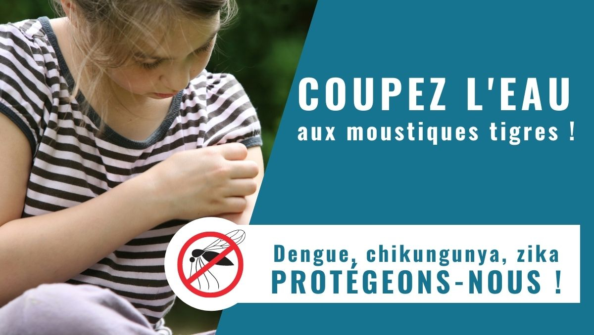 Article moustique(1).jpg